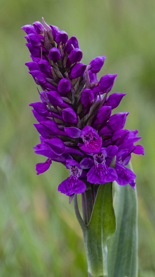 Northern Marsh Orchid